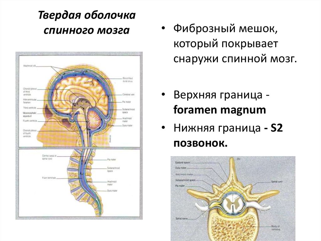 Спинной мозг и головной мозг презентация