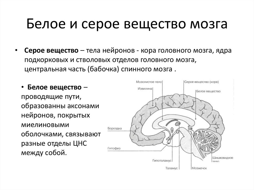 Серая схема. Функции головного мозга белое вещество серое вещество. Серое вещество головного мозга состоит. Серое вещество переднего отдела головного мозга. Строение серого вещества головного мозга.
