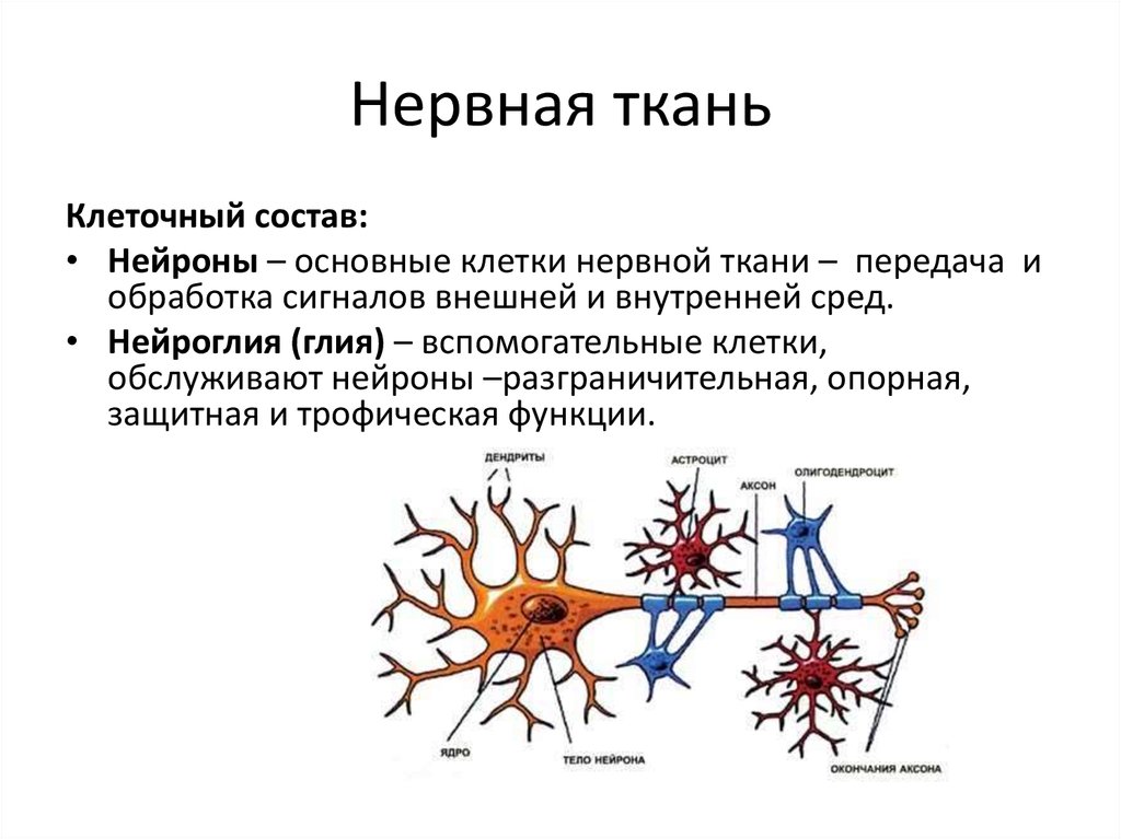 Нервная ткань состоит из собственно нервных клеток. Клеточные элементы нервной ткани таблица. Строение нейрона и глия. Строение нейрона глиальные клетки. Функции нервной ткани 8 класс.