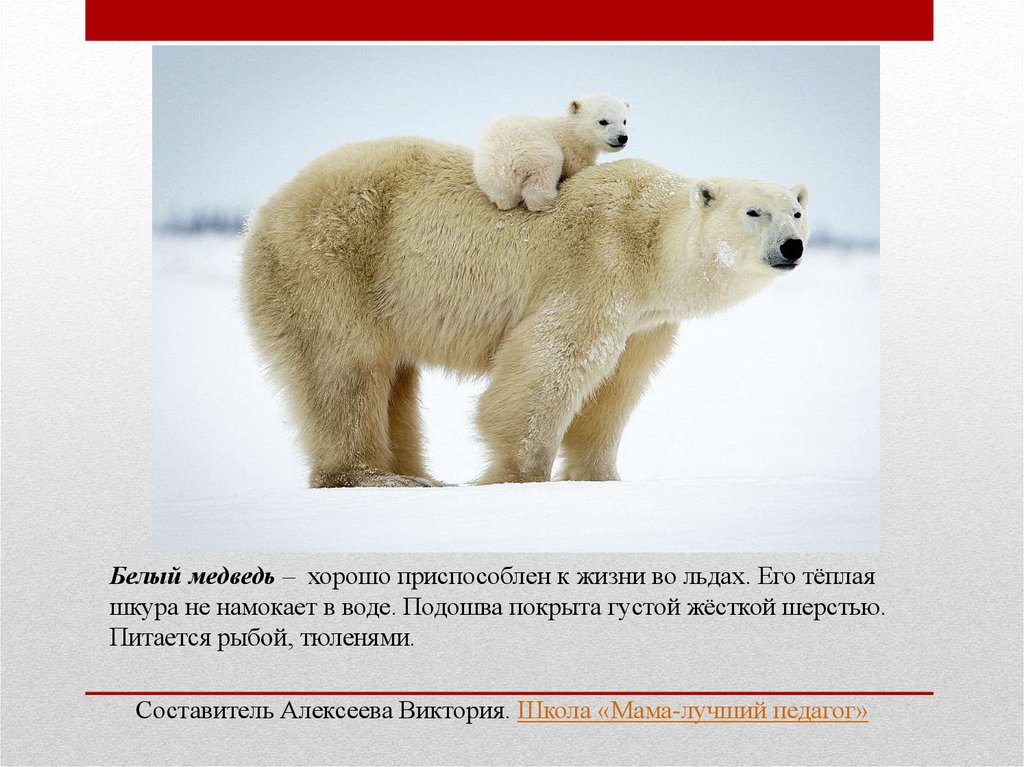 Почему медведи занесены в красную книгу. Белый медведь занесен в красную книгу России. Животные из красной книги белый медведь. Белый медведь в красной книге России для детей. Белый медведь красная книга.