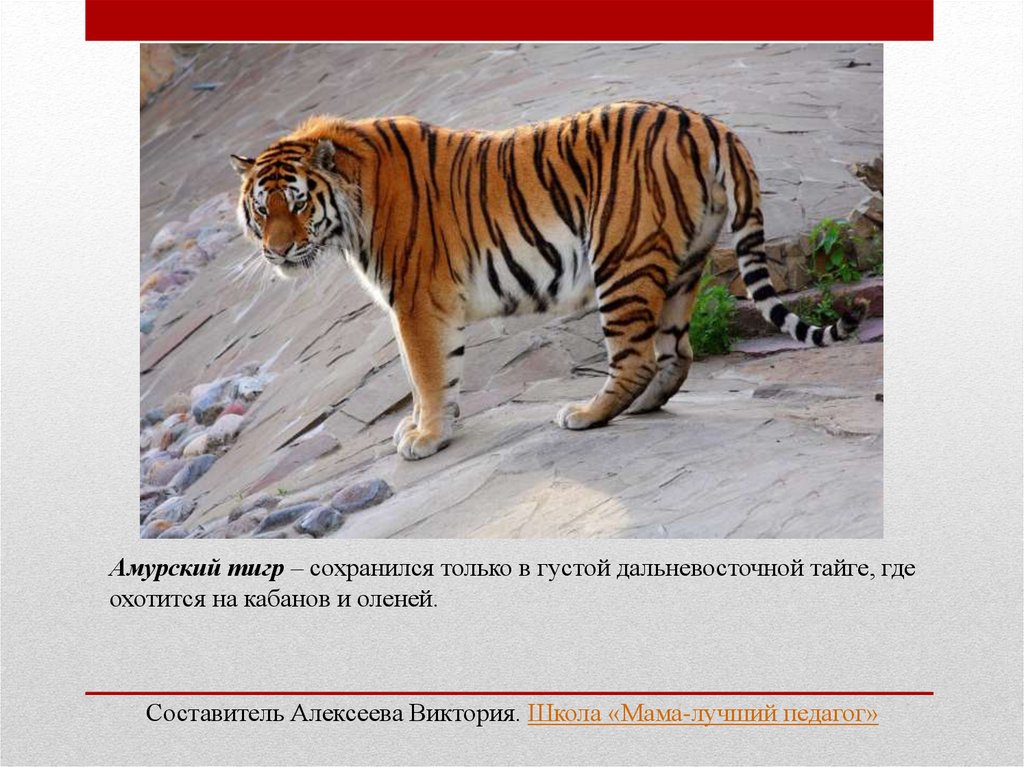 Тигр животное занесенное в красную книгу. Тигр Дальневосточный Амурский. Тигр занесен в красную книгу. Амурский тигр красная книга. Тигры которые занесены в красную.