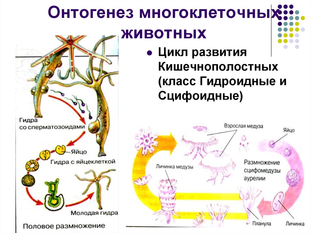 Цикл онтогенез