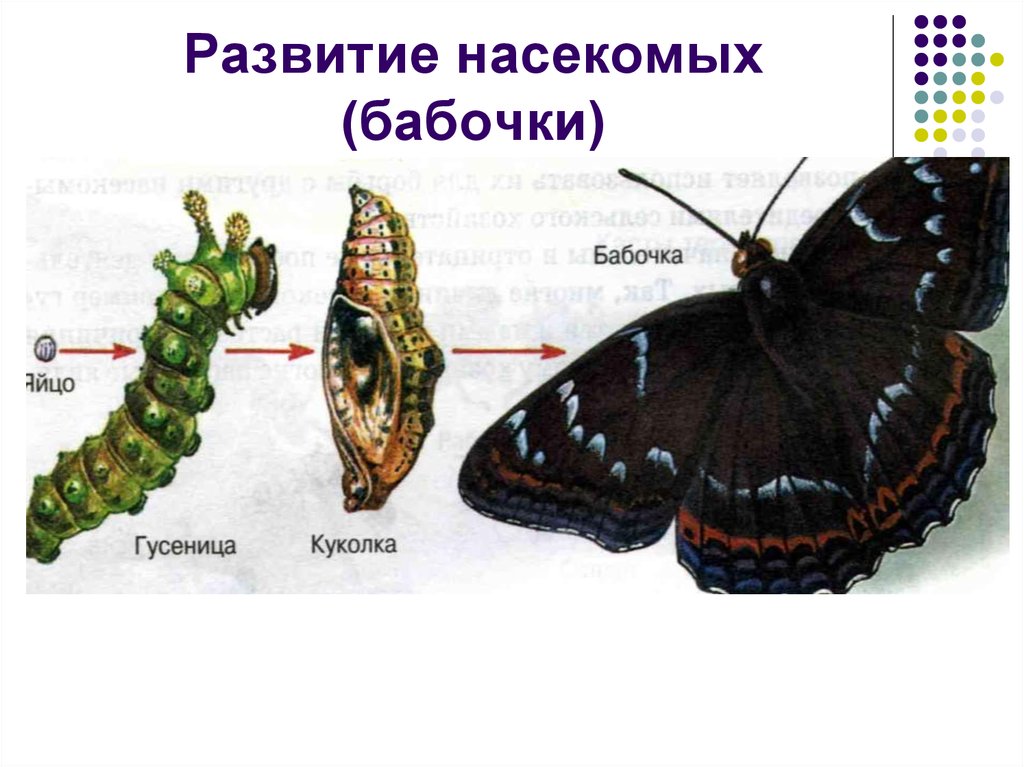Развитие бабочки схема