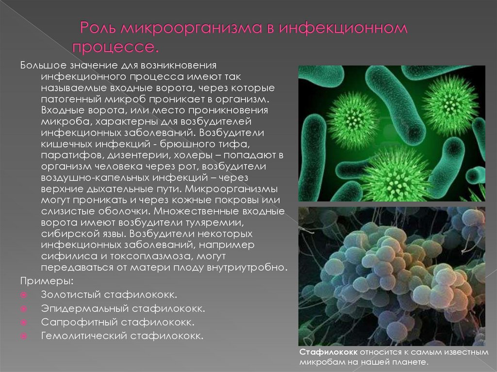 Организм живущий только при отсутствии кислорода. Роль микроорганизмов в инфекционном процессе. Роль микроорганизмов в возникновении инфекции. Возбудители инфекционных заболеваний. Болезнетворные бактерии патогенные.