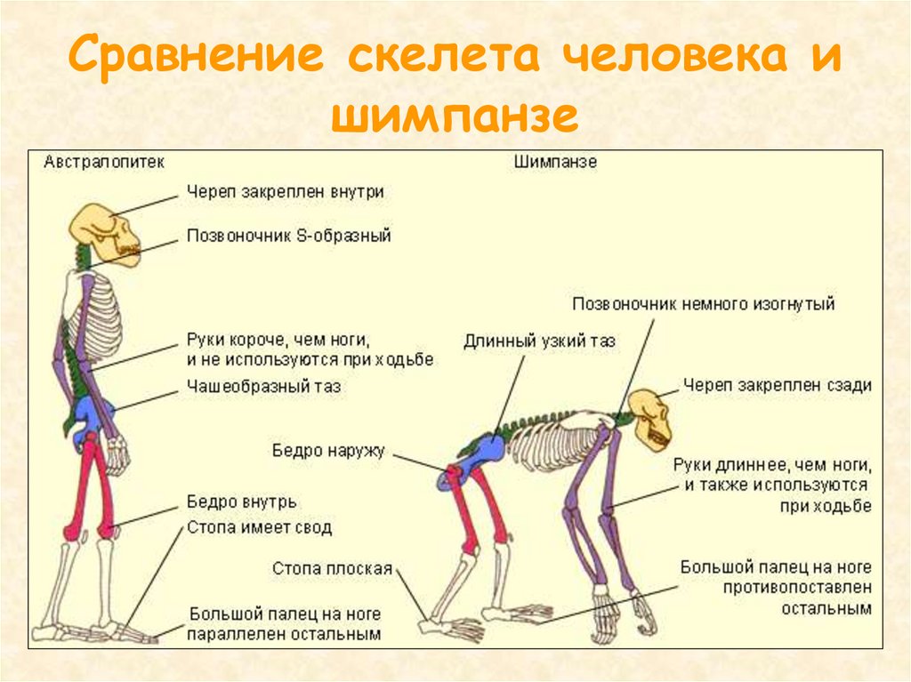 Что подтверждает родство человека и животных общий план строения прямохождение