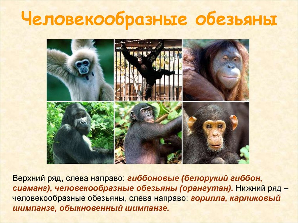 Перечислите человекообразных обезьян. Приматы (человекообразные обезьяны). Человекообразные обезьяны человекообразные обезьяны. Человекообразные обезьяны гиббоны. Человекообразные обезьяны таблица.