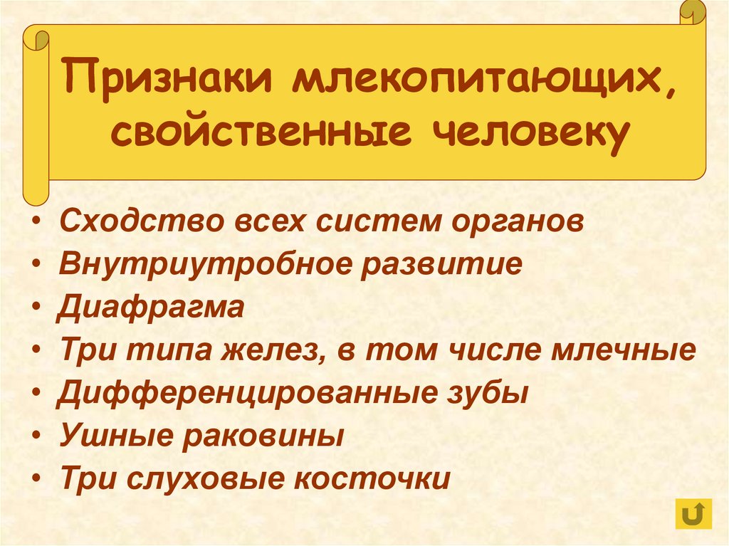 Отличительные признаки млекопитающих