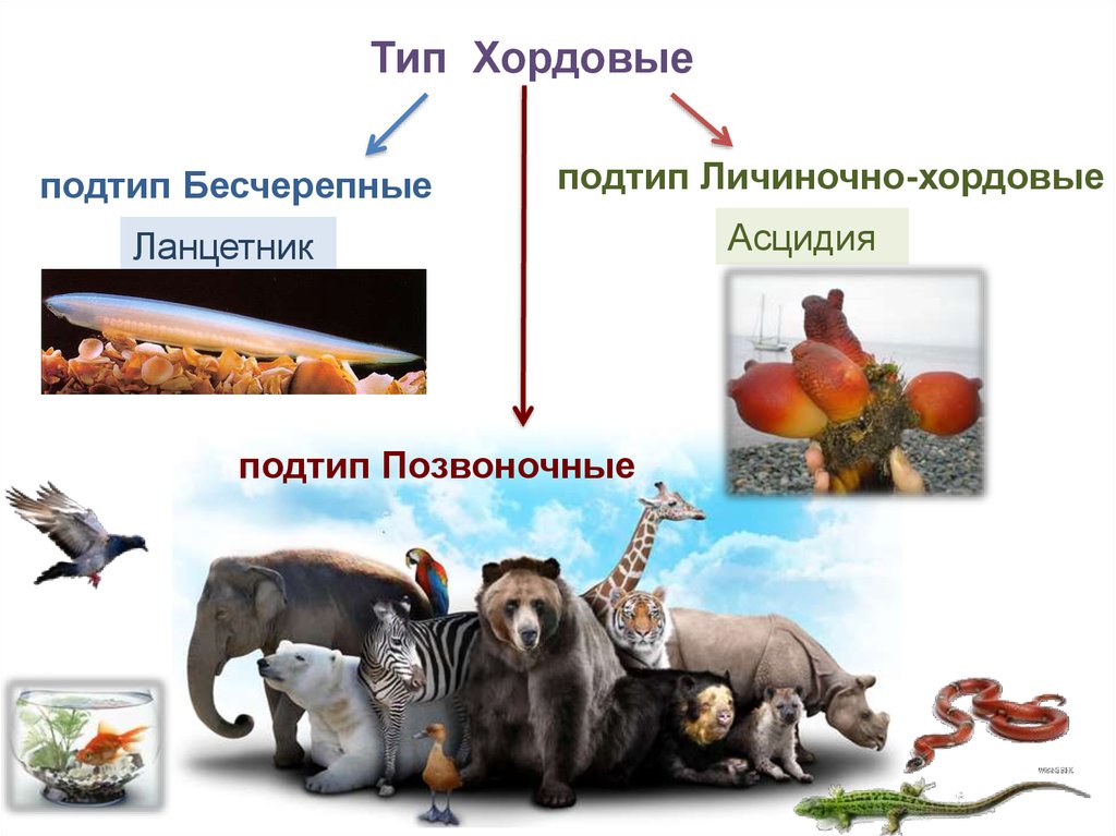 Тип хордовые подтипы бесчерепные и черепные или позвоночные 7 класс презентация