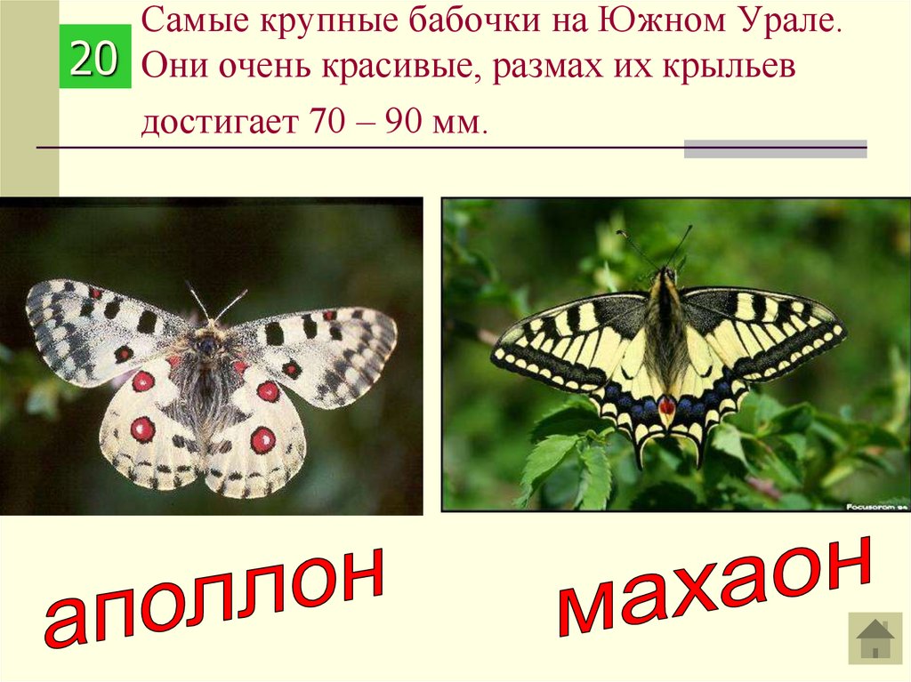 Самые крупные бабочки на Южном Урале. Они очень красивые, размах их крыльев достигает 70 – 90 мм.