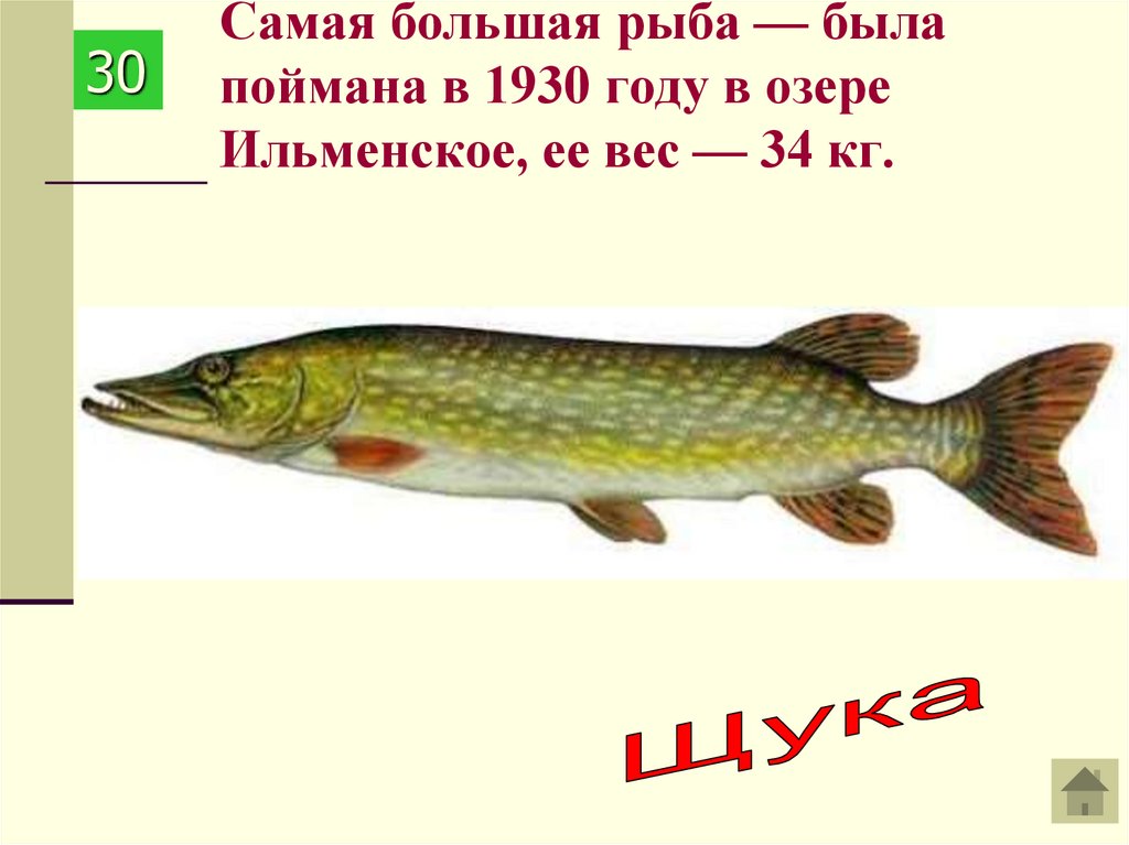 Щука 3 класс