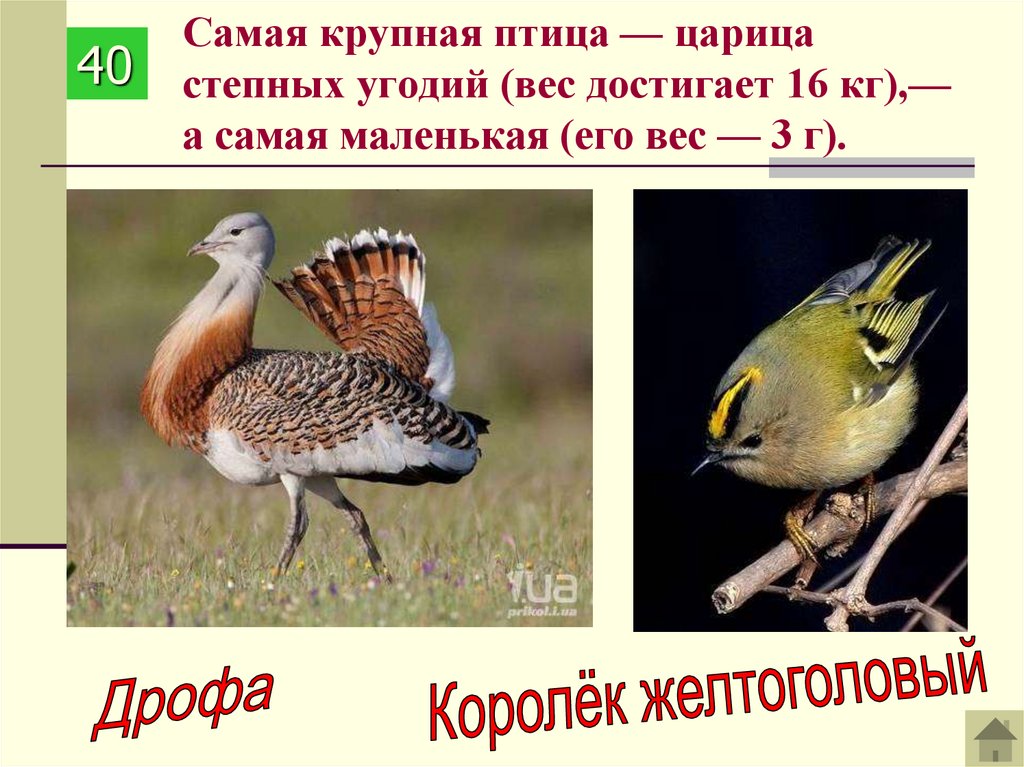 Самая крупная птица — царица степных угодий (вес достигает 16 кг),— а самая маленькая (его вес — 3 г).