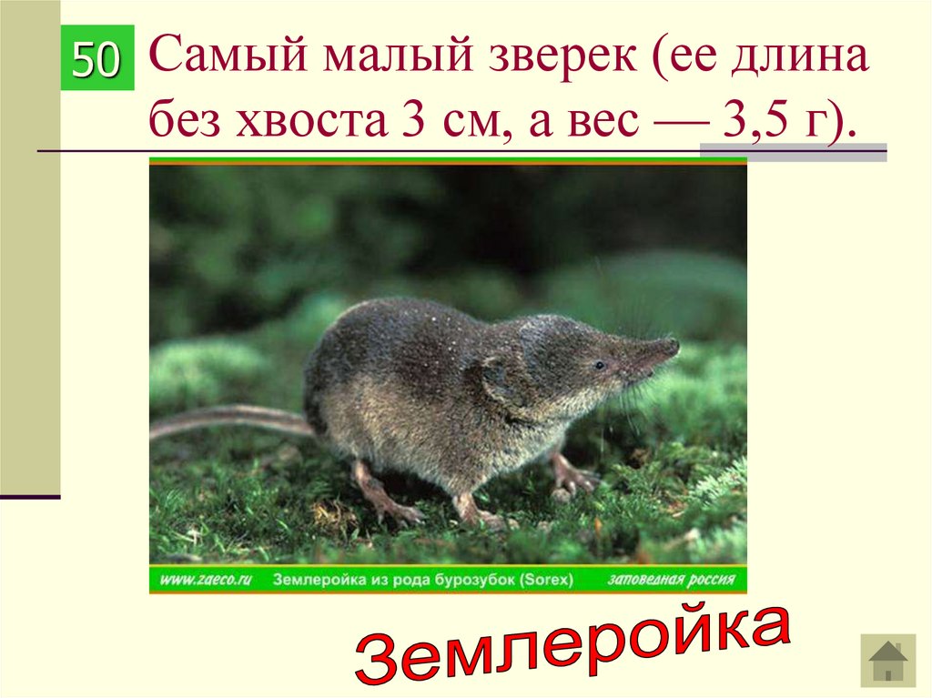 Самый малый зверек (ее длина без хвоста 3 см, а вес — 3,5 г).