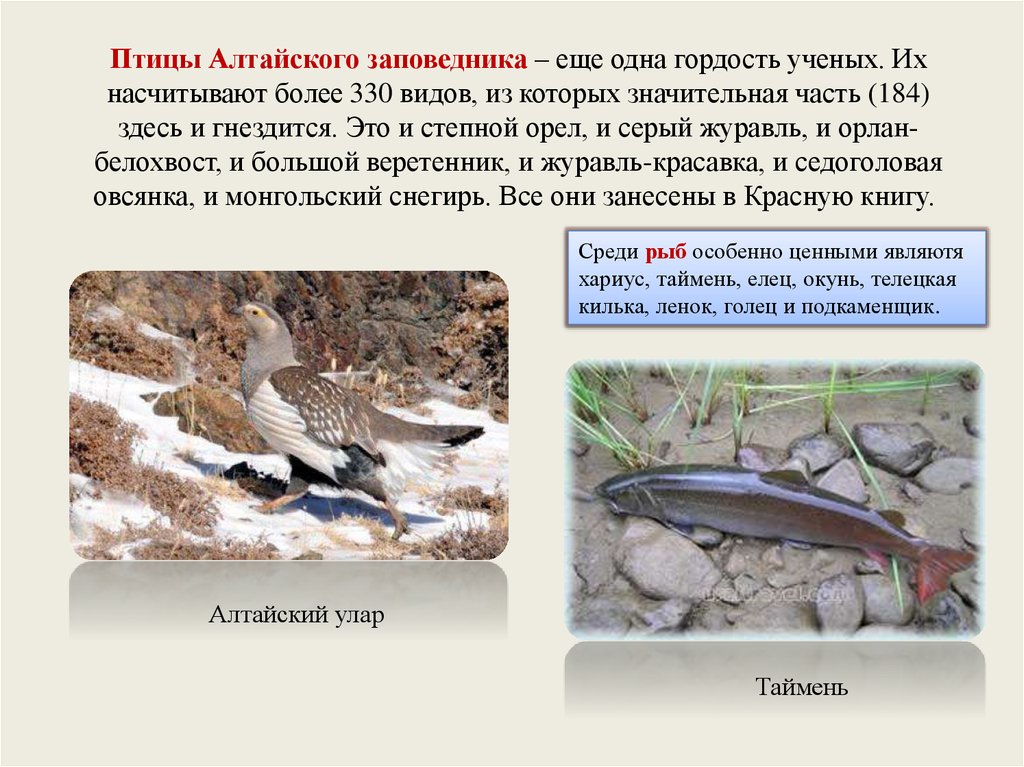 Сибирская птица алтайский край