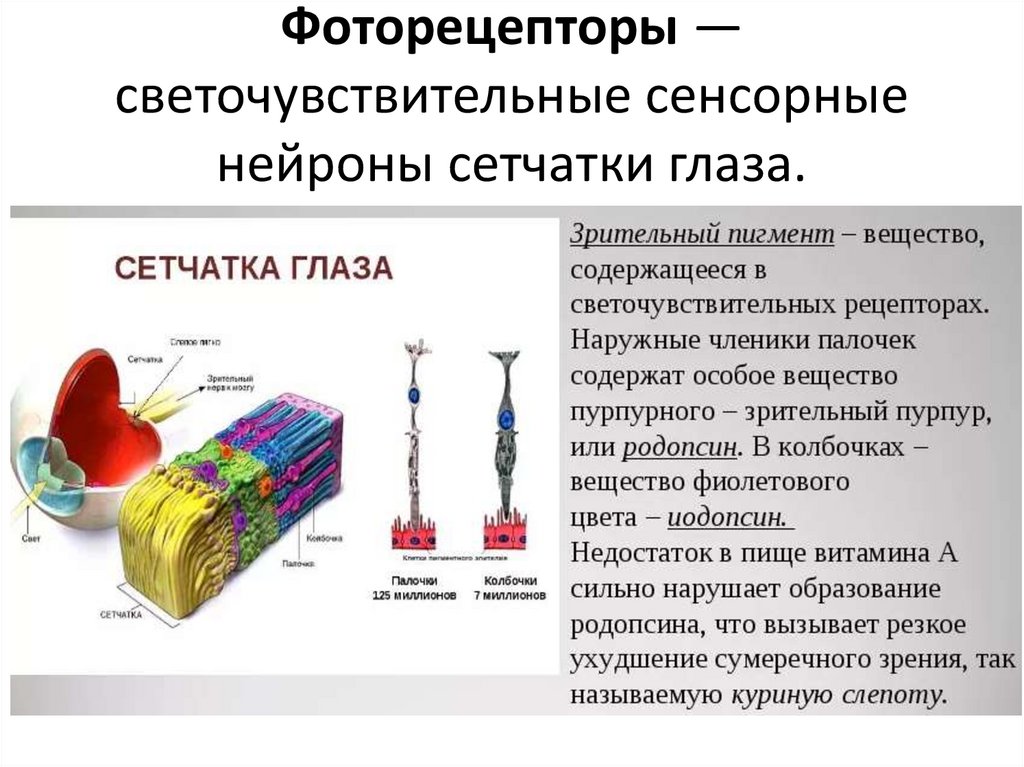 Схема сенсорные преобразования в фоторецепторах