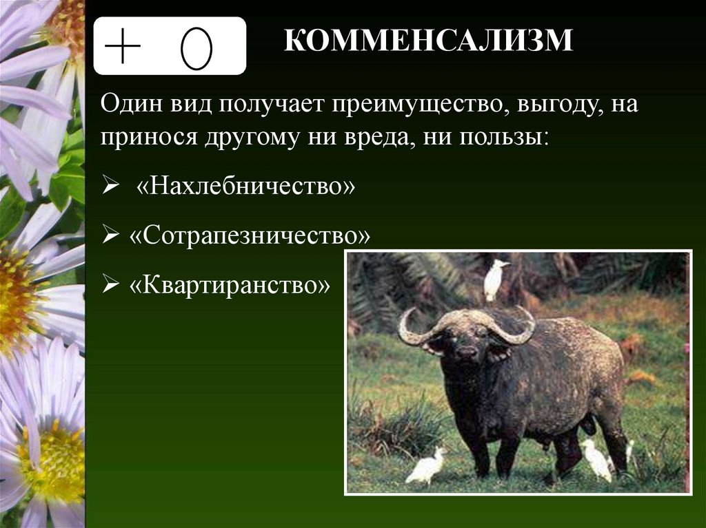 Комменсалы это. Квартиранство нахлебничество сотрапезничество. Комменсализм нахлебничество квартиранство. Комменсализм сотрапезничество. Комменсализм нахлебничество квартиранство сотрапезничество.