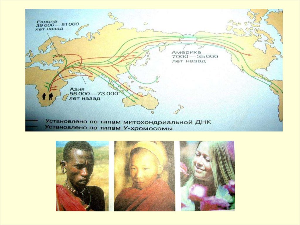 Человеческие расы их родство и происхождение конспект. Происхождение рас карта. Территория возникновения рас. Расселение человеческих рас на карте. Человеческие расы их происхождение и единство.
