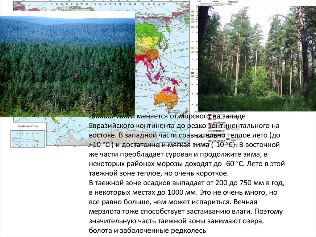 Описание тайги 8 класс география по плану