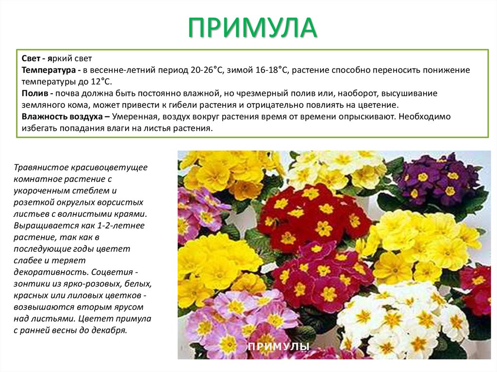 Цветок примулы фото и описание