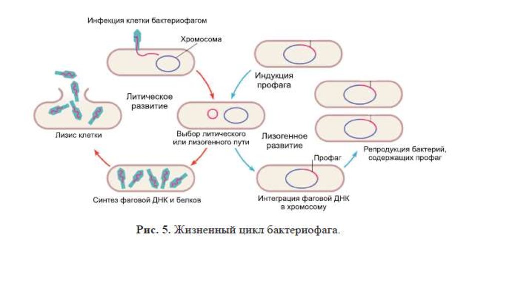 Цикл бактерии. Стадии жизненного цикла бактериофага. Схема взаимодействия бактериофага с бактериальной клеткой. Цикл развития бактериофага схема. Схема основных этапов взаимодействия фага с бактериальной клеткой.