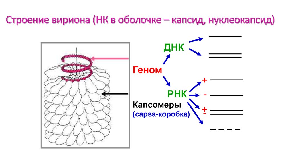 Строение вириона (НК в оболочке – капсид, нуклеокапсид)