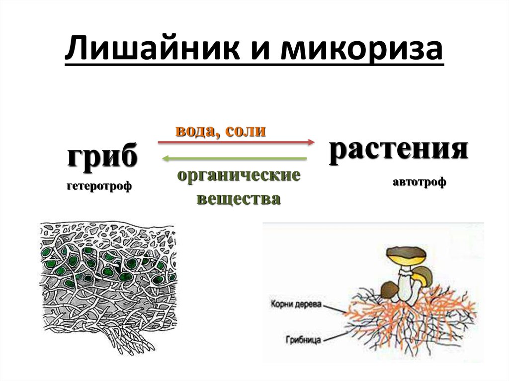 Лишайник симбиоз гриба