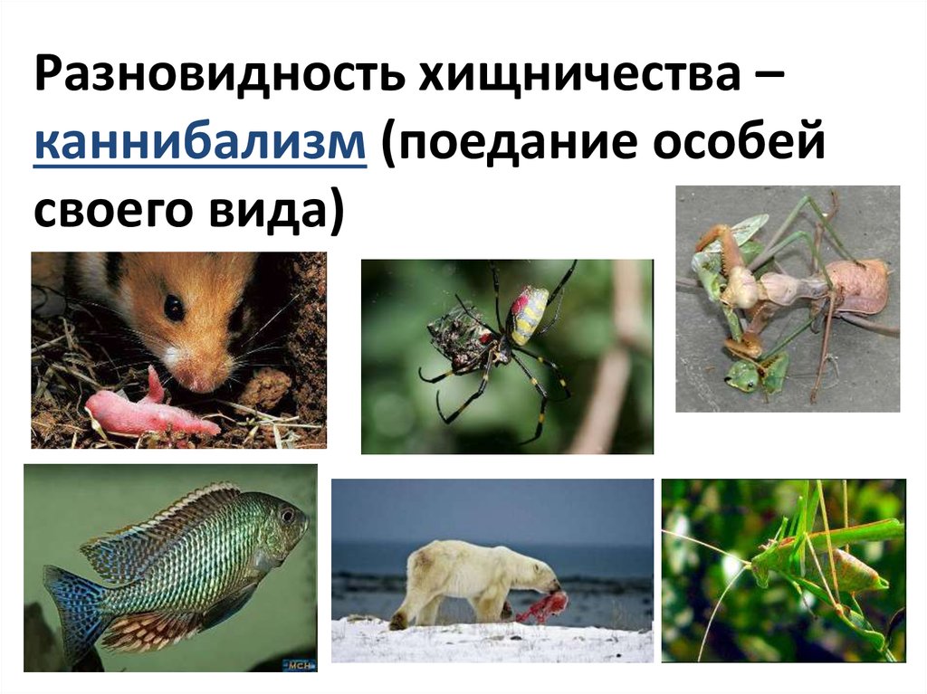 5 примеров хищничества. Примеры хищничества в природе. Хищничество примеры животных. Хищничество в лесу примеры. Типы хищничества.