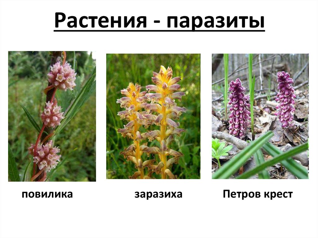 Распределите предложенные растения по группам растения паразиты. Повилика и заразиха. Повилика и заразиха растения паразиты.