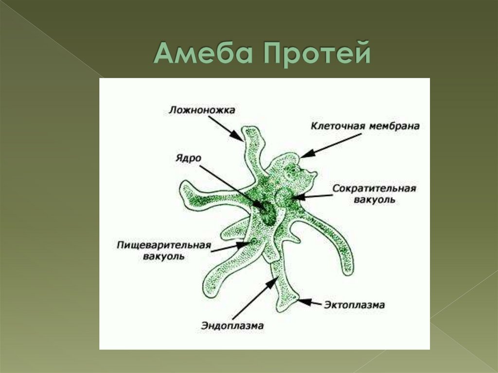 Что обозначено на рисунке цифрой 4 ядро цитоплазма пищеварительная вакуоль ложноножки псевдоподии