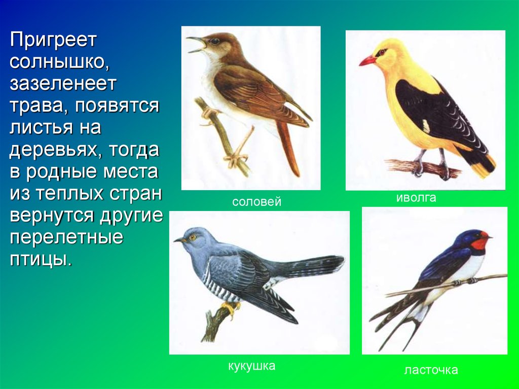 Птицы весной презентация