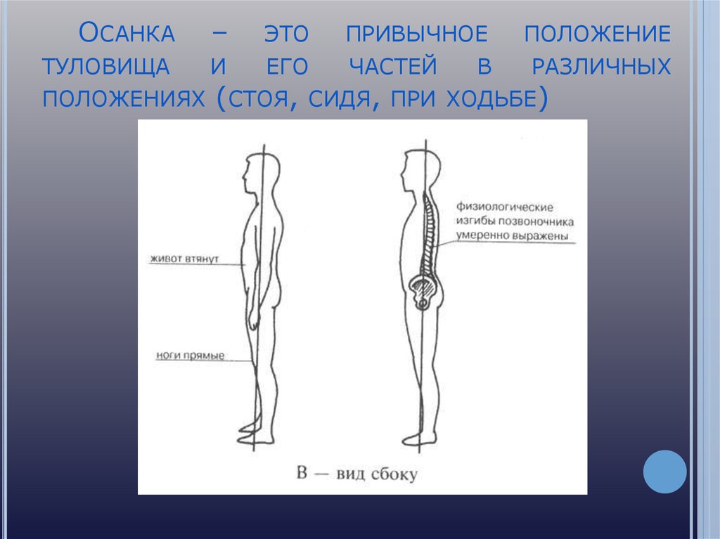 Туловище положение. Положения тела и его частей. Привычное положение туловища и головы называется. Привычное положение стоя современного человека. Привычное положение тела которое человек принимает стоя или сидя.