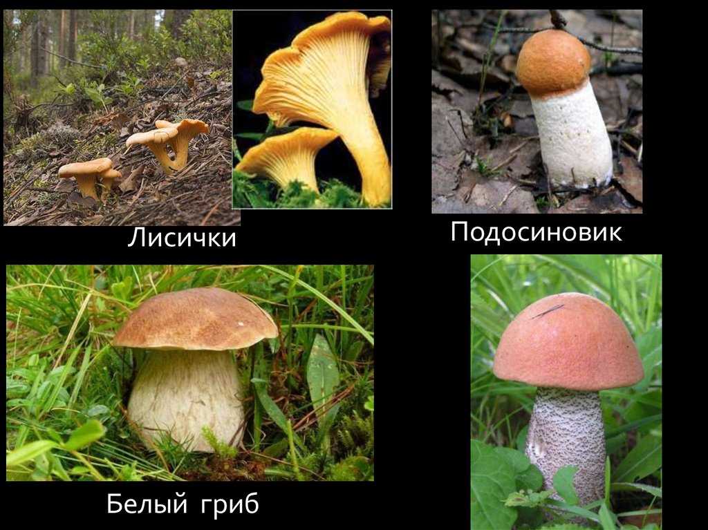 Шляпочные грибы. Разнообразие - презентация онлайн