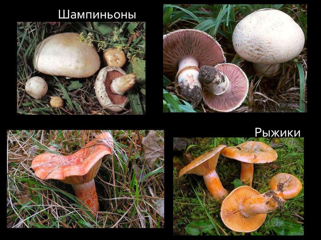 Шляпочные грибы. Разнообразие - презентация онлайн