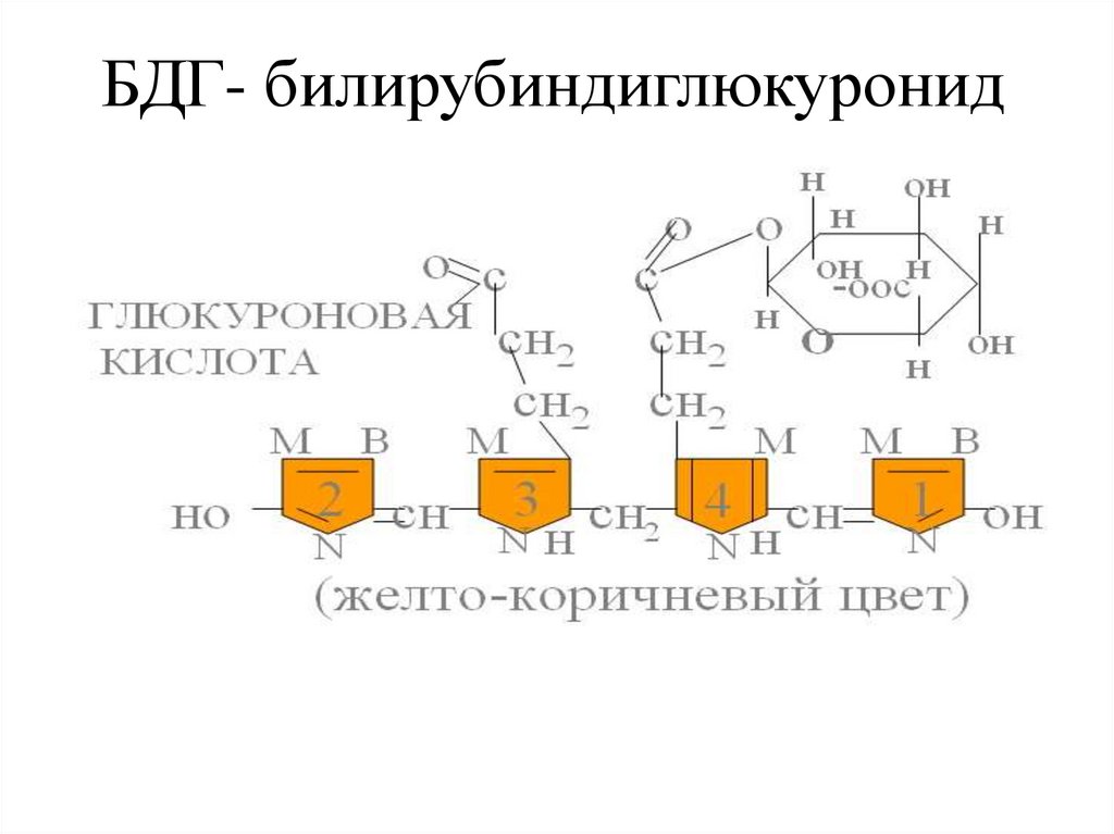 Схема обмена билирубина пропедевтика