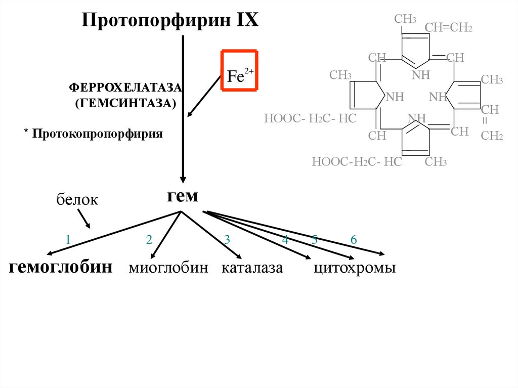 Протопорфирин. Протопорфириноген IX. Протопорфирин 3 типа схема. Синтез протопорфирина 9. Протопорфириноген формула.