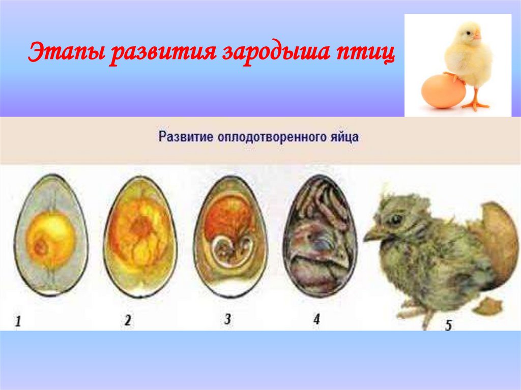 Размножение птиц презентация 7 класс. Строение куриного яйца с зародышем. Периоды развития эмбриона курицы. Развитие яйца у птиц. Стадии развития птиц.