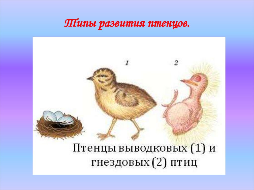 Определите тип развития птенцов. Выводковый Тип развития птенцов. Типы развития птиц выводковые гнездовые. Типы развития птиц птенцы типы. Птенцы выводковые и гнездовые.
