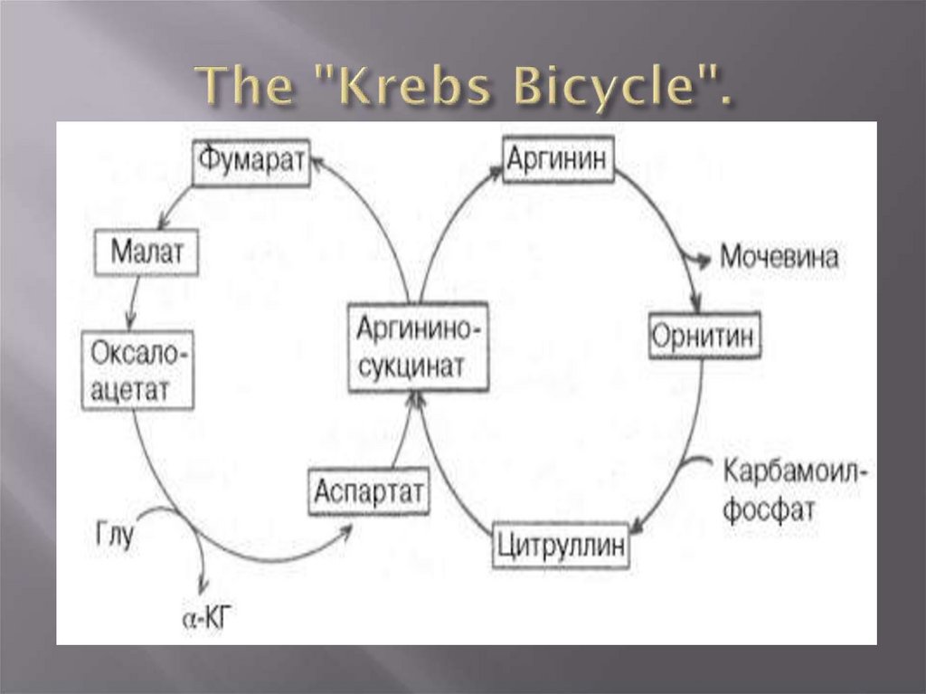 The "Krebs Bicycle".