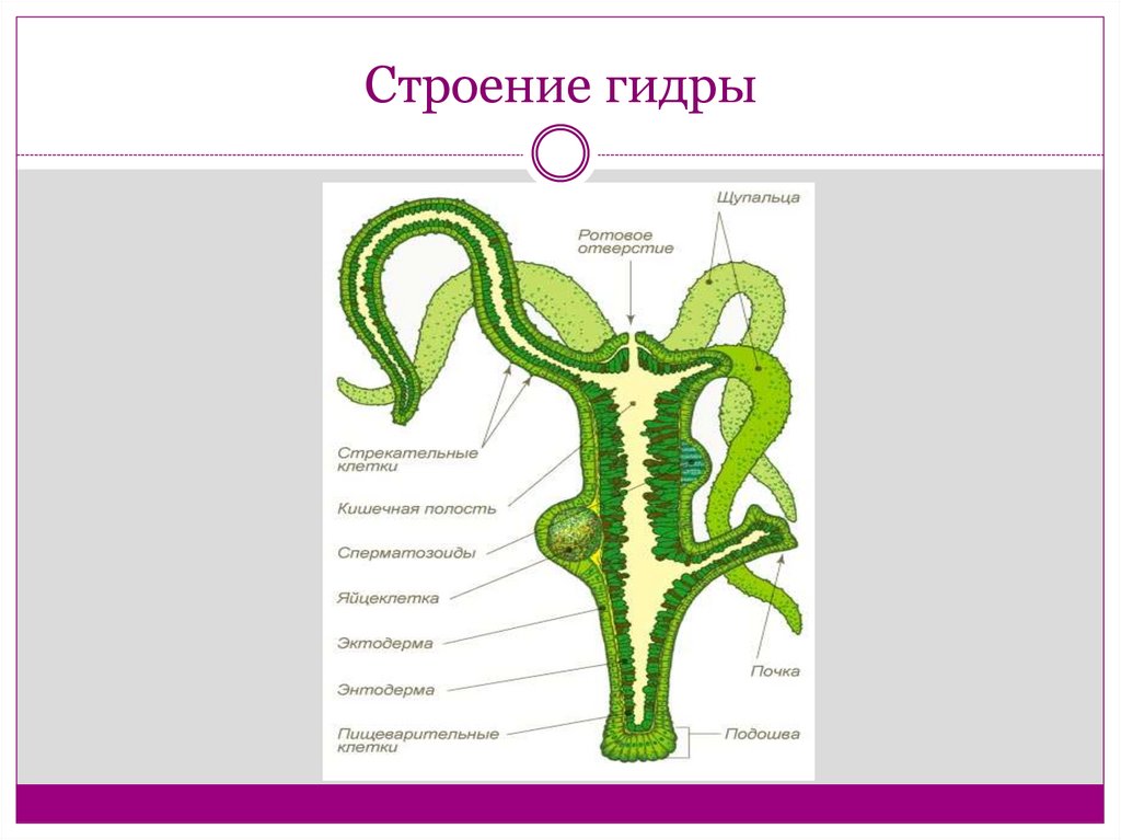 Б 2 биология. Гидра обыкновенная строение. Гидра Пресноводная строение. Внутреннее строение гидры пресноводной. Внутреннее строение гидры.