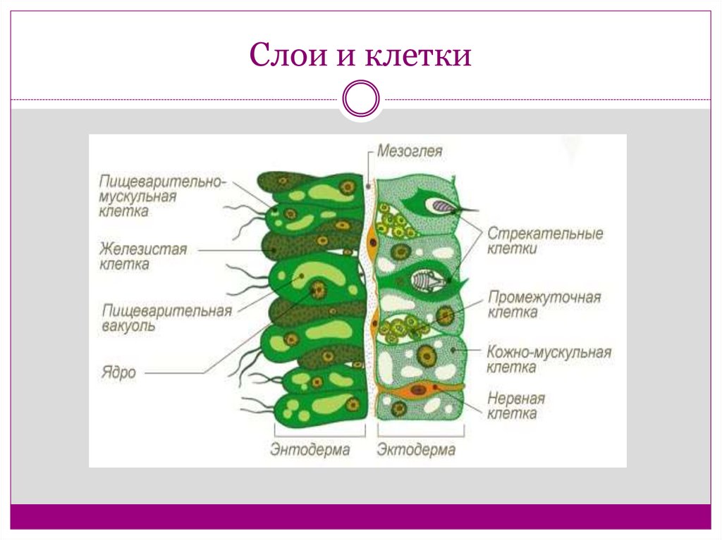 Рассмотри картинку клетки тела гидры и вставь пропущенные в тексте слова