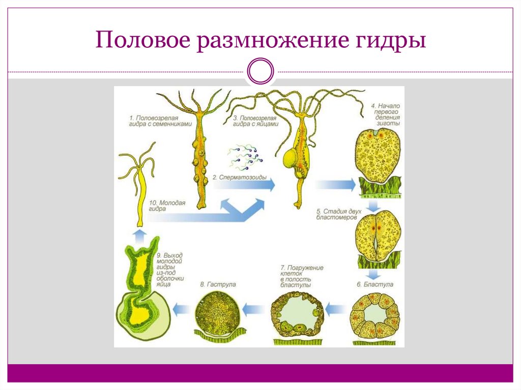 Какой способ размножения изображен на рисунке гидры