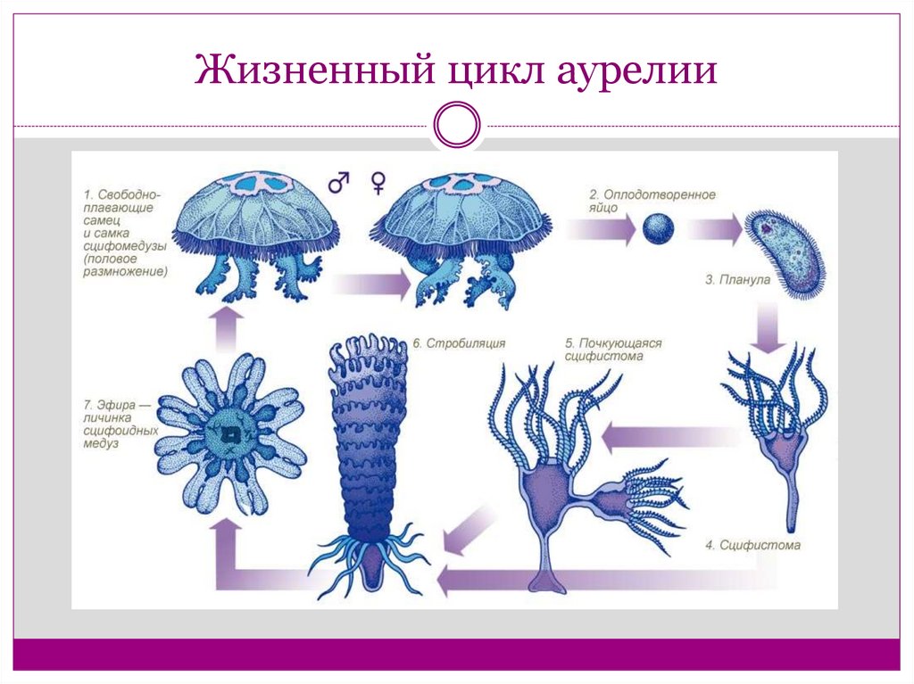 Подпишите обозначенные на рисунке части тела полипа и медузы