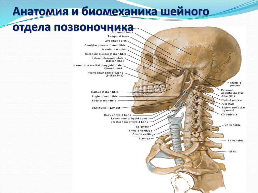 Анатомия шейного отдела позвоночника человека в картинках