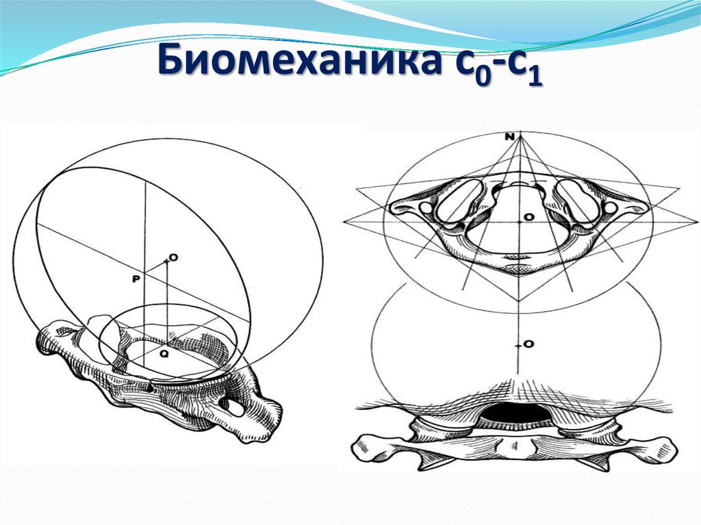 Проект биомеханика кошки