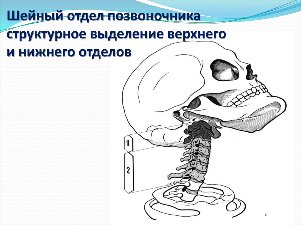 Шейный отдел позвоночника дети