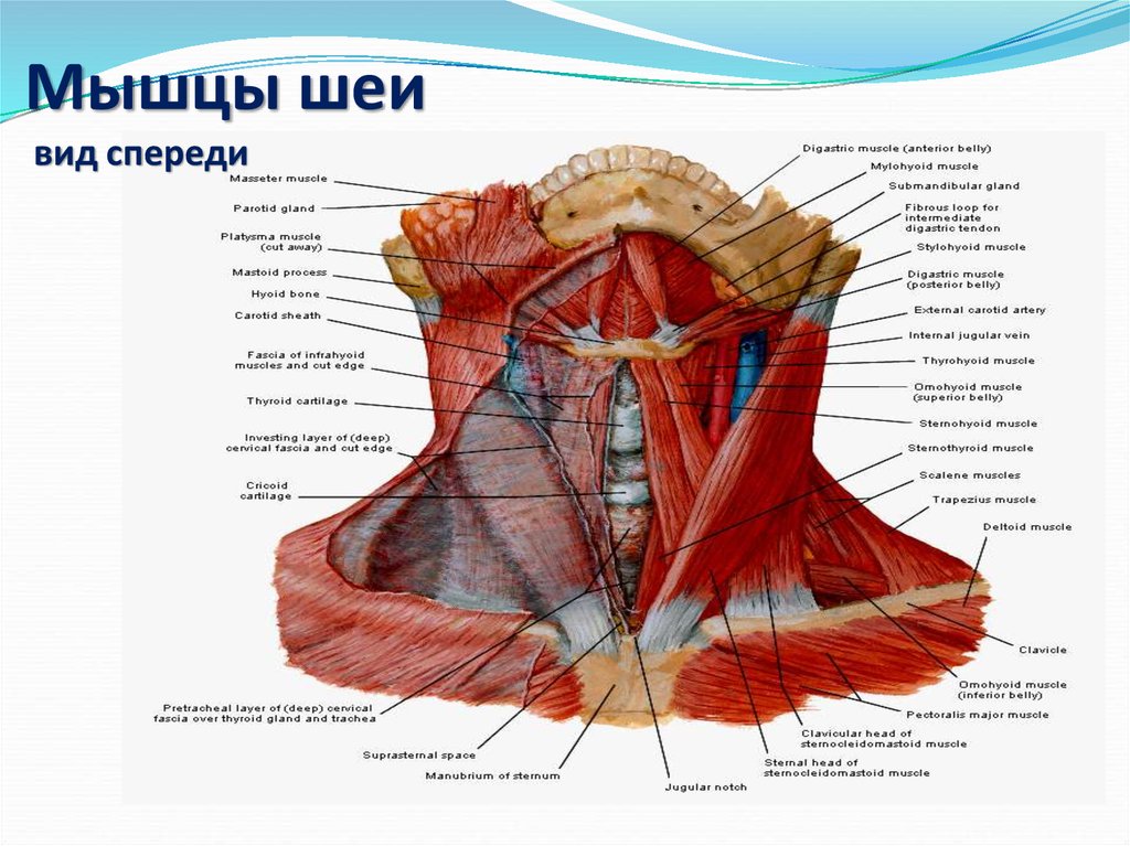 Строение шеи человека сзади фото с описанием на русском