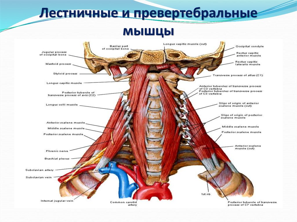 Лестничные мышцы анатомия. Передние лестничные мышцы шеи анатомия. Мышцы шейного отдела позвоночника анатомия.