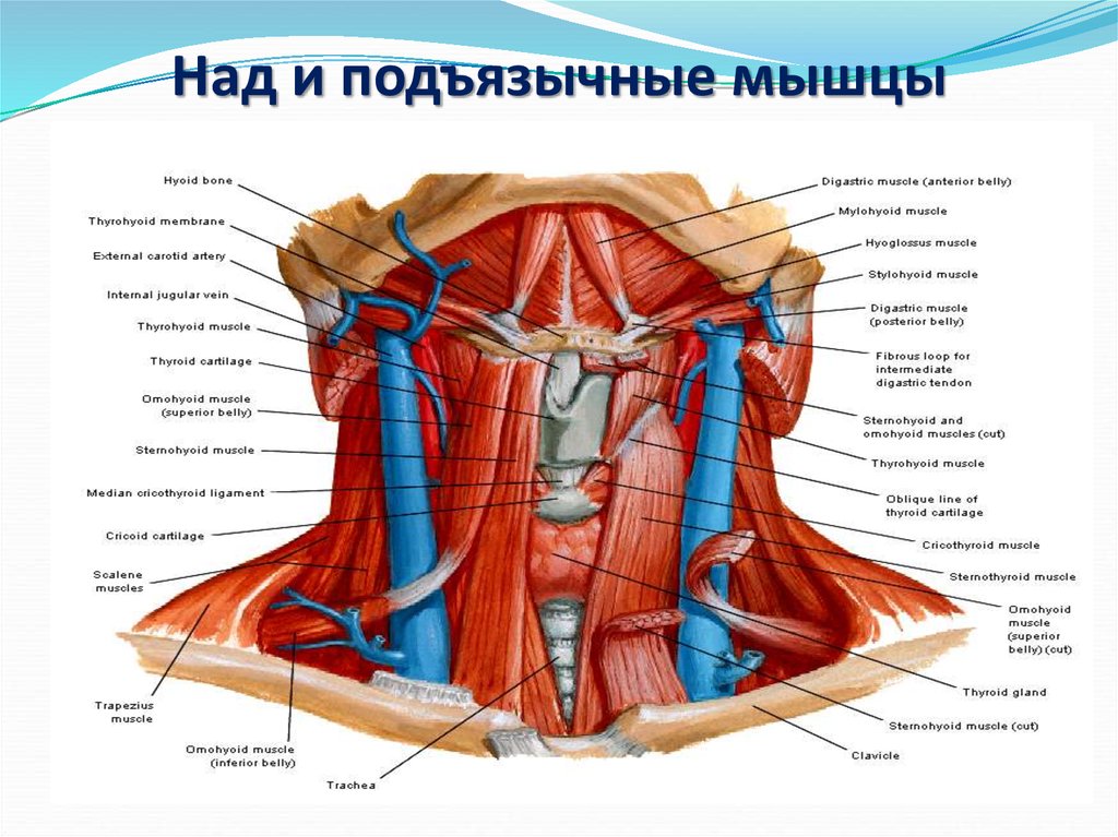 Мышцы расположенные ниже подъязычной кости