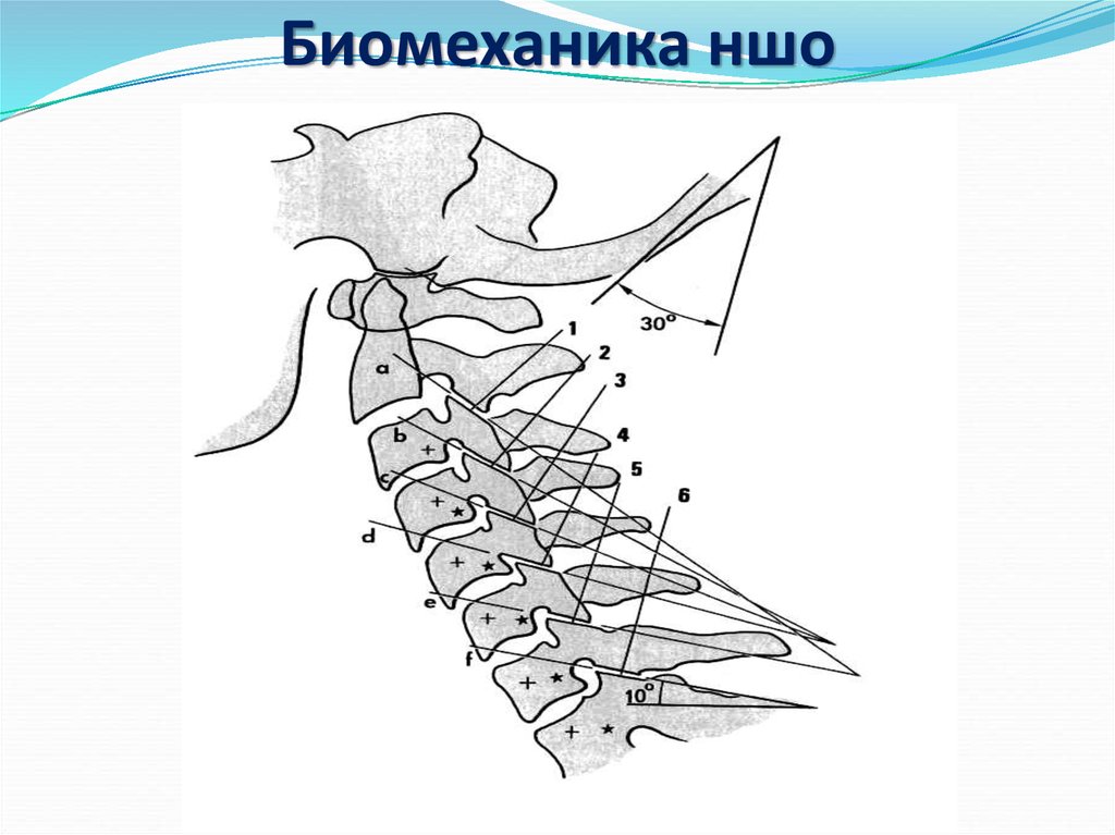 Анатомия шейного отдела позвоночника в картинках