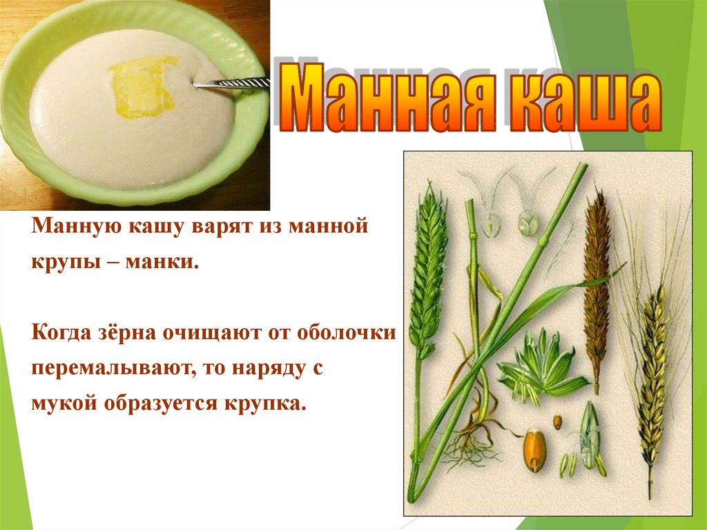 Растение манки