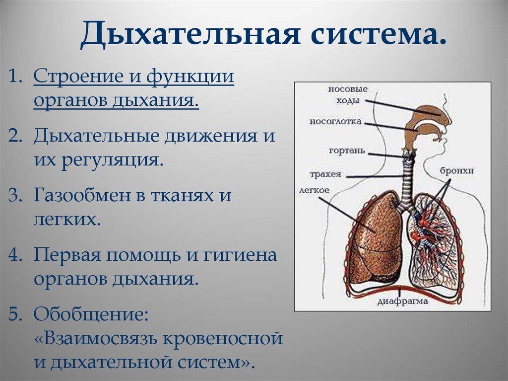 Воздухоносную функцию выполняет. Система органов дыхания кратко. Структурные элементы дыхательной системы. Строение дыхательной системы человека схема. Строение и функции легких.